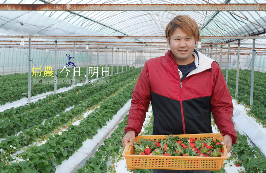 イチゴ農家 福井鉄也