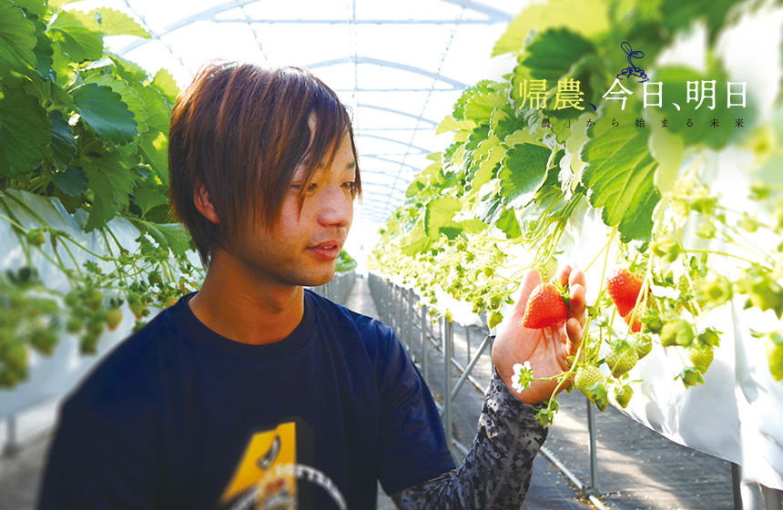 イチゴ農家 橋本 元徳