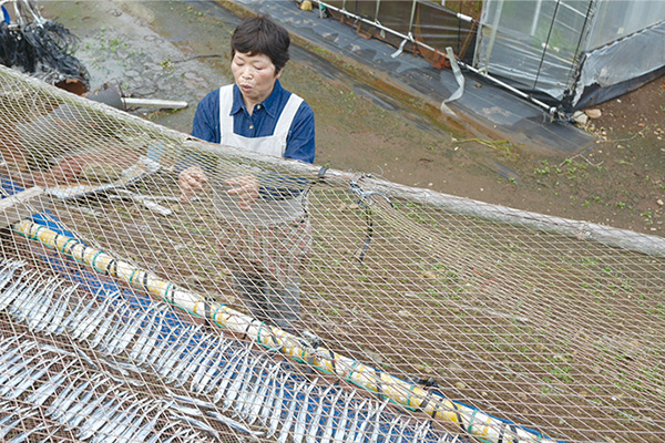 アゴ（トビウオ）を干す