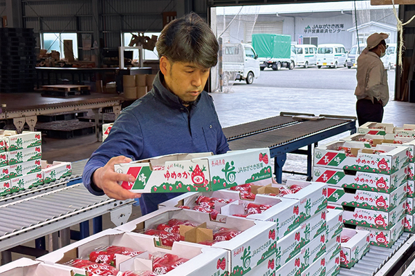 集荷場でイチゴを並べる。